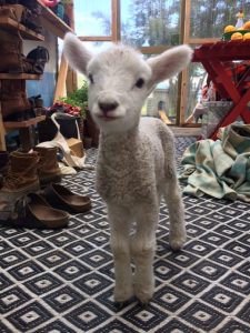 Cutest goat in NZ
